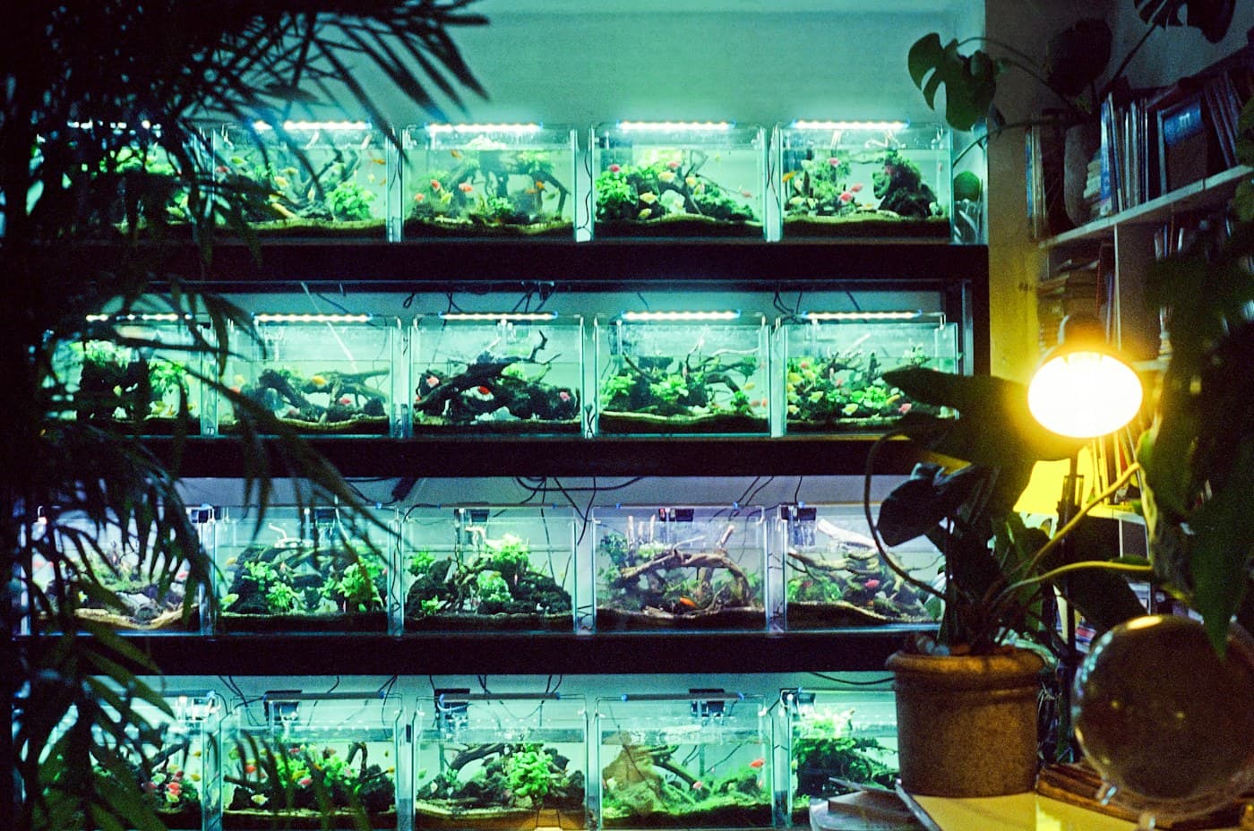 Real aquarium and aquatic life